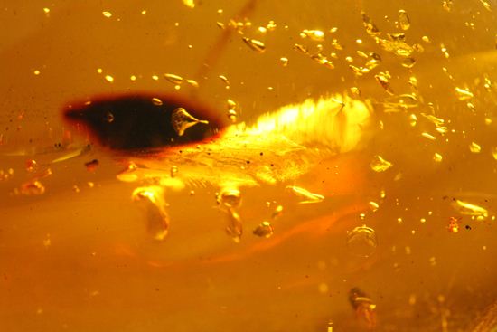 あのジュラシックパークで取り上げられたドミニカ産!手のひらサイズ大迫力虫入り琥珀(Amber)(その9)
