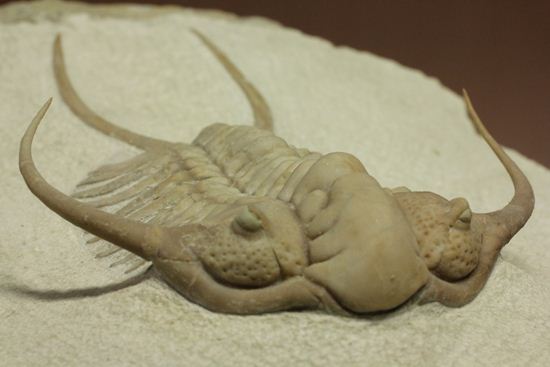 博物館級大型13cm!!ロシアの秘宝三葉虫パラセラウルス(Paraceraurus macrophthalmes)(その1)