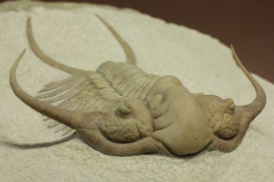 博物館級大型13cm！！ロシアの秘宝三葉虫パラセラウルス(Paraceraurus macrophthalmes)（その1）