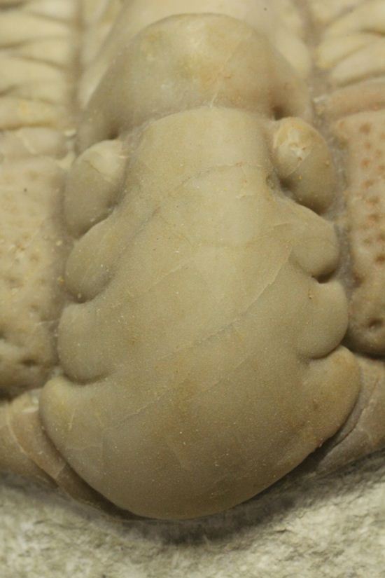 博物館級大型13cm!!ロシアの秘宝三葉虫パラセラウルス(Paraceraurus macrophthalmes)(その10)
