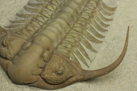 博物館級大型13cm!!ロシアの秘宝三葉虫パラセラウルス(Paraceraurus macrophthalmes)(その11)
