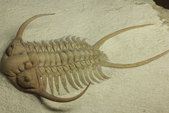 博物館級大型13cm!!ロシアの秘宝三葉虫パラセラウルス(Paraceraurus macrophthalmes)(その14)