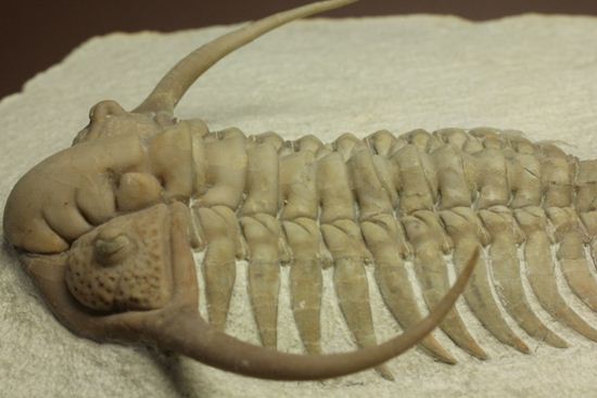 博物館級大型13cm!!ロシアの秘宝三葉虫パラセラウルス(Paraceraurus macrophthalmes)(その15)