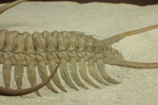 博物館級大型13cm！！ロシアの秘宝三葉虫パラセラウルス(Paraceraurus macrophthalmes)（その16）