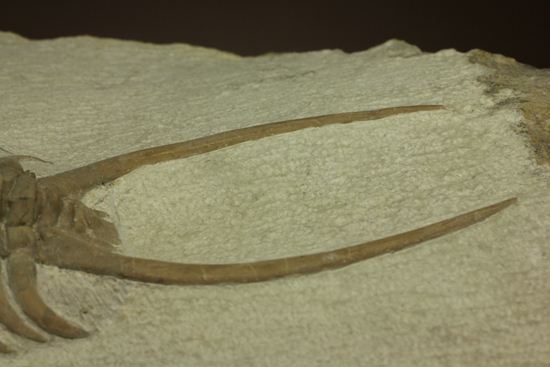 博物館級大型13cm!!ロシアの秘宝三葉虫パラセラウルス(Paraceraurus macrophthalmes)(その17)