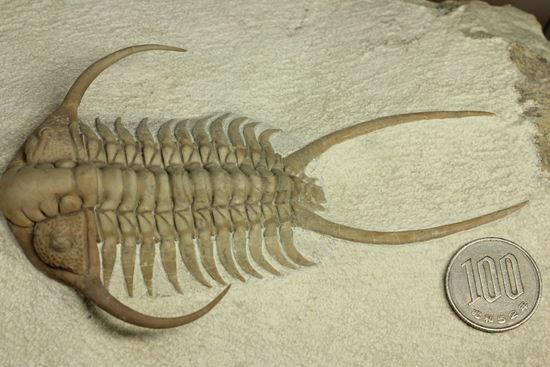 博物館級大型13cm！！ロシアの秘宝三葉虫パラセラウルス(Paraceraurus macrophthalmes)（その18）