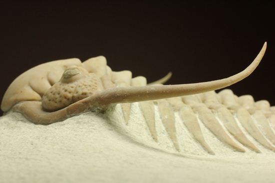 博物館級大型13cm!!ロシアの秘宝三葉虫パラセラウルス(Paraceraurus macrophthalmes)(その19)
