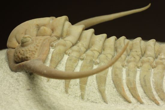博物館級大型13cm!!ロシアの秘宝三葉虫パラセラウルス(Paraceraurus macrophthalmes)(その20)