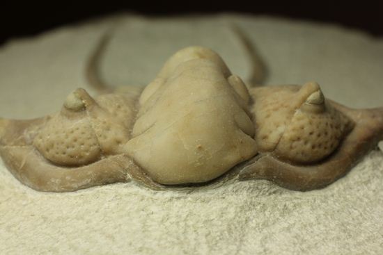 博物館級大型13cm!!ロシアの秘宝三葉虫パラセラウルス(Paraceraurus macrophthalmes)(その3)
