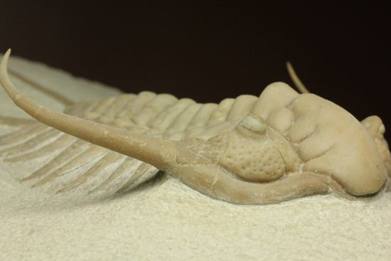 博物館級大型13cm!!ロシアの秘宝三葉虫パラセラウルス(Paraceraurus macrophthalmes)(その4)