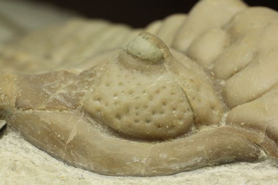 博物館級大型13cm!!ロシアの秘宝三葉虫パラセラウルス(Paraceraurus macrophthalmes)(その5)