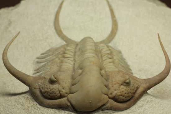 博物館級大型13cm！！ロシアの秘宝三葉虫パラセラウルス(Paraceraurus macrophthalmes)（その6）