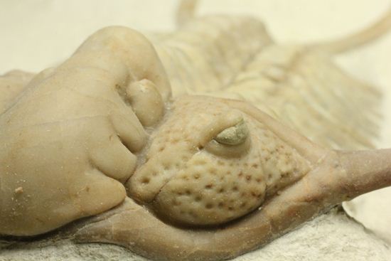 博物館級大型13cm!!ロシアの秘宝三葉虫パラセラウルス(Paraceraurus macrophthalmes)(その7)
