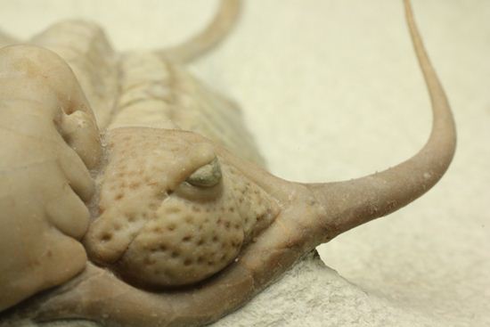 博物館級大型13cm！！ロシアの秘宝三葉虫パラセラウルス(Paraceraurus macrophthalmes)（その8）