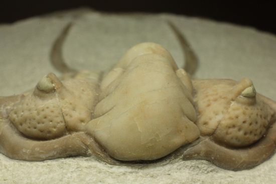 博物館級大型13cm!!ロシアの秘宝三葉虫パラセラウルス(Paraceraurus macrophthalmes)(その9)