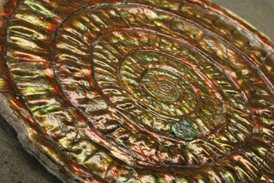 まるで親子!?カロセラスwithカロセラス!偶然が生んだ楽しい標本イギリス産カロセラスアンモナイト(その11)