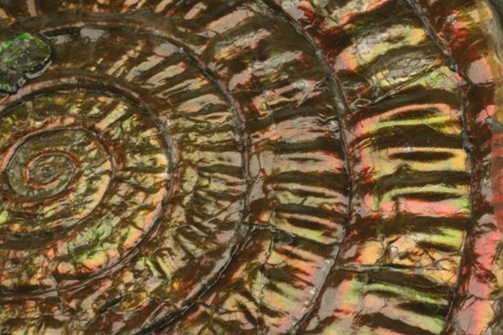 まるで親子!?カロセラスwithカロセラス!偶然が生んだ楽しい標本イギリス産カロセラスアンモナイト(その13)