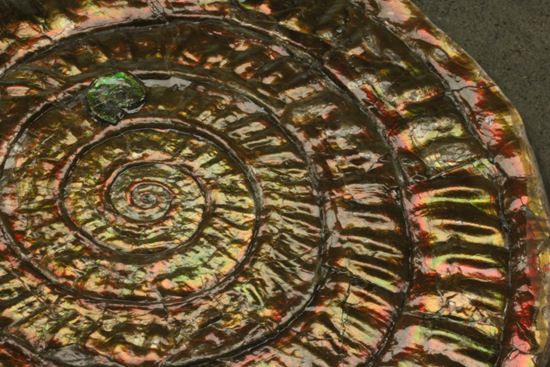 まるで親子!?カロセラスwithカロセラス!偶然が生んだ楽しい標本イギリス産カロセラスアンモナイト(その4)
