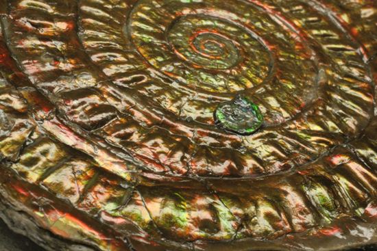 まるで親子!?カロセラスwithカロセラス!偶然が生んだ楽しい標本イギリス産カロセラスアンモナイト(その5)