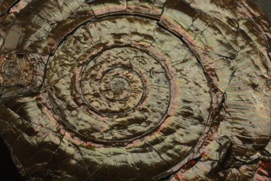 変形6角形の母岩がユニークな、フィロセラスアンモナイトマルチプレート(phylloceras)（その11）