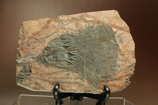 21.5ｃｍの長さを誇る、エレガントで大ぶりなウミユリ（Scyphocrinus elegans）プレート標本（その12）