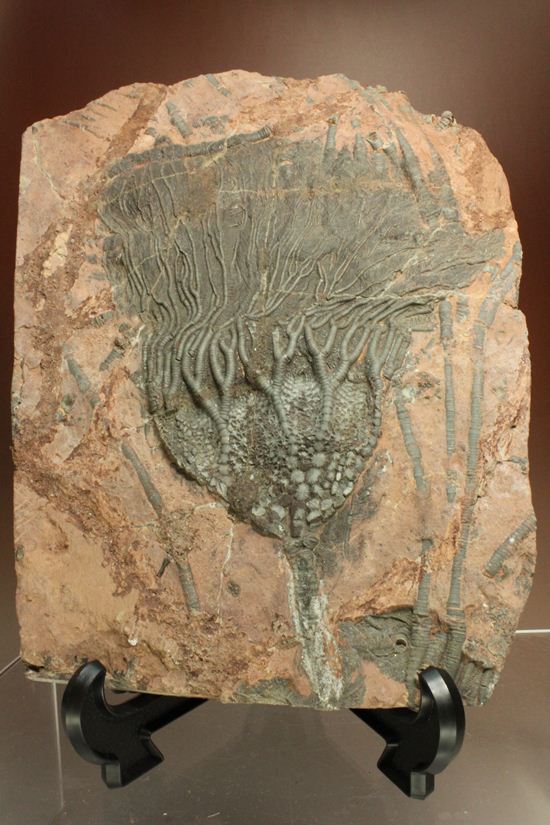 21.5ｃｍの長さを誇る、エレガントで大ぶりなウミユリ（Scyphocrinus elegans）プレート標本（その19）