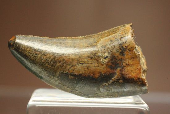 狡猾なハンター恐竜！ドロマエオサウルスの美歯(Dromaeosaurus