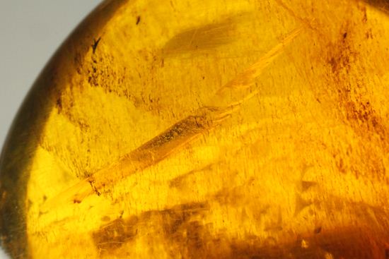ドミニカの2000万年前の泡が閉じ込められた手のひらサイズ琥珀(Amber)（その1）