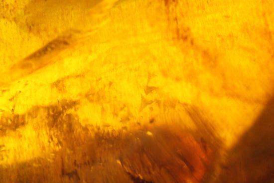 ドミニカの2000万年前の泡が閉じ込められた手のひらサイズ琥珀(Amber)（その3）