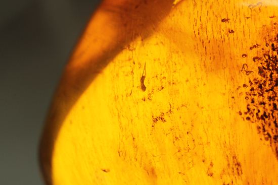 ドミニカの2000万年前の泡が閉じ込められた手のひらサイズ琥珀(Amber)（その4）