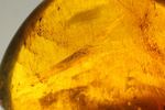 ドミニカの2000万年前の泡が閉じ込められた手のひらサイズ琥珀(Amber)