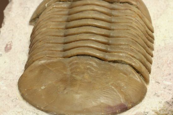 珍しい!イレヌスの断片化石付き!ロシアン三葉虫アサフス・コワレフスキー(Asaphus kowalewskii)(その10)