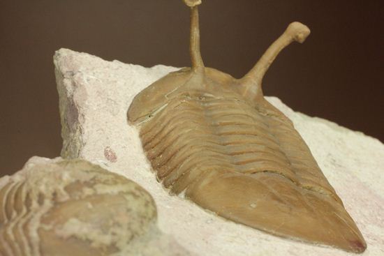 珍しい!イレヌスの断片化石付き!ロシアン三葉虫アサフス・コワレフスキー(Asaphus kowalewskii)(その11)