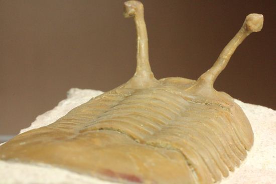 珍しい!イレヌスの断片化石付き!ロシアン三葉虫アサフス・コワレフスキー(Asaphus kowalewskii)(その12)