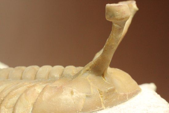 珍しい!イレヌスの断片化石付き!ロシアン三葉虫アサフス・コワレフスキー(Asaphus kowalewskii)(その13)