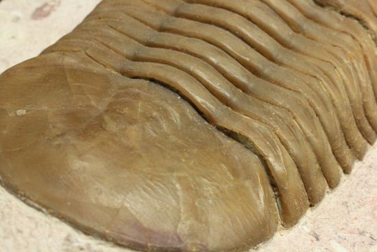 珍しい!イレヌスの断片化石付き!ロシアン三葉虫アサフス・コワレフスキー(Asaphus kowalewskii)(その15)
