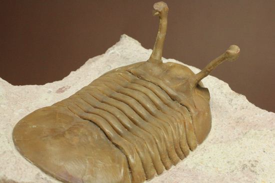 珍しい!イレヌスの断片化石付き!ロシアン三葉虫アサフス・コワレフスキー(Asaphus kowalewskii)(その17)