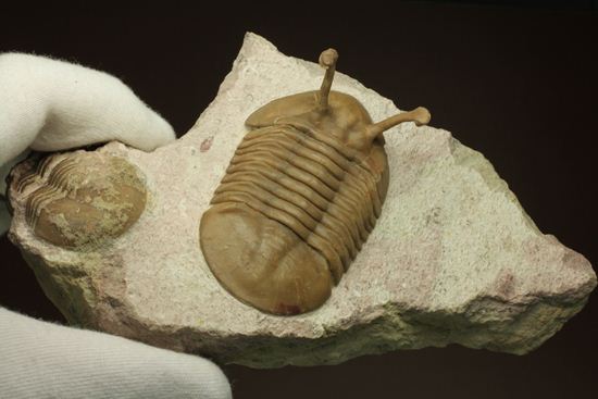 珍しい!イレヌスの断片化石付き!ロシアン三葉虫アサフス・コワレフスキー(Asaphus kowalewskii)(その18)