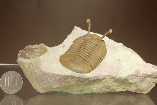 珍しい!イレヌスの断片化石付き!ロシアン三葉虫アサフス・コワレフスキー(Asaphus kowalewskii)(その19)