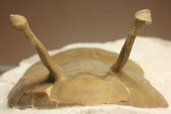 珍しい!イレヌスの断片化石付き!ロシアン三葉虫アサフス・コワレフスキー(Asaphus kowalewskii)(その2)