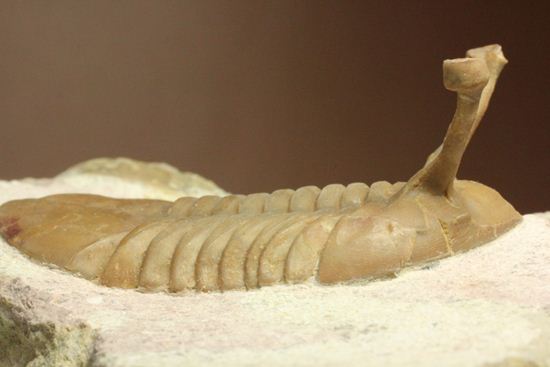 珍しい!イレヌスの断片化石付き!ロシアン三葉虫アサフス・コワレフスキー(Asaphus kowalewskii)(その3)