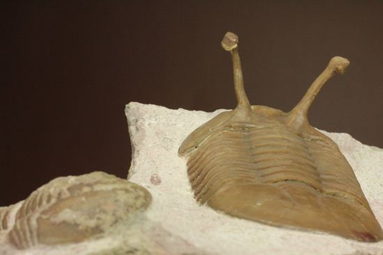 珍しい!イレヌスの断片化石付き!ロシアン三葉虫アサフス・コワレフスキー(Asaphus kowalewskii)(その4)