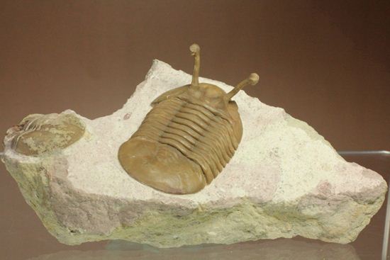 珍しい!イレヌスの断片化石付き!ロシアン三葉虫アサフス・コワレフスキー(Asaphus kowalewskii)(その7)