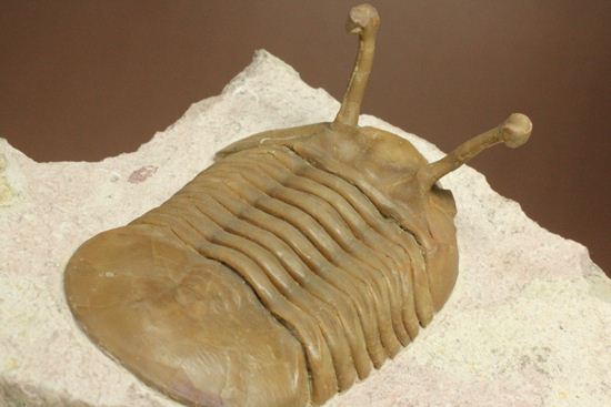 珍しい!イレヌスの断片化石付き!ロシアン三葉虫アサフス・コワレフスキー(Asaphus kowalewskii)(その8)