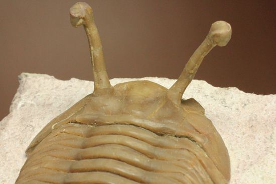 珍しい!イレヌスの断片化石付き!ロシアン三葉虫アサフス・コワレフスキー(Asaphus kowalewskii)(その9)