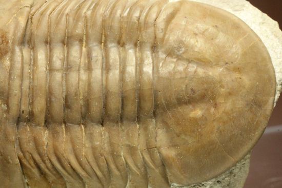 大判!シンメトリーが素晴らしいロシアン三葉虫アサフス・コワレフスキー(その12)