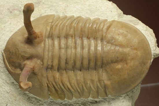 大判!シンメトリーが素晴らしいロシアン三葉虫アサフス・コワレフスキー(その8)