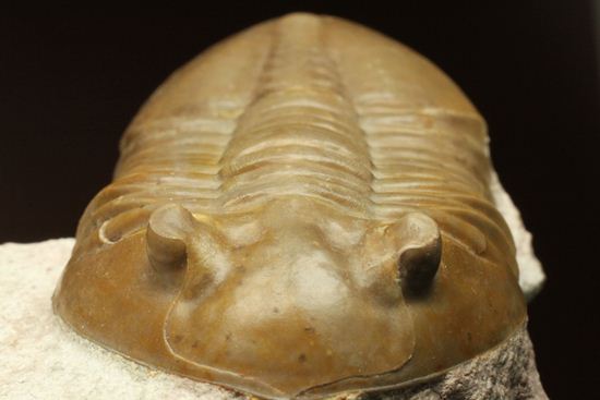ロシアアサフス種の祖先ともいうべきアサフス・レピドゥルス(Asaphus lepidurus)(その1)