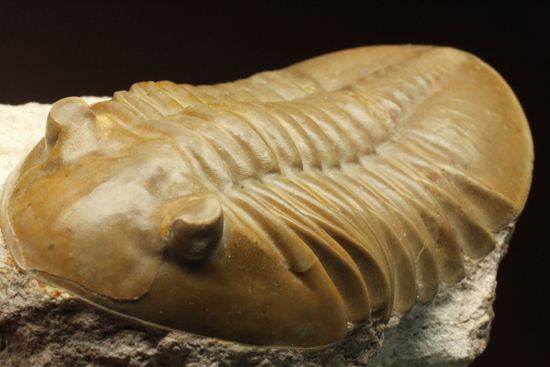 ロシアアサフス種の祖先ともいうべきアサフス・レピドゥルス(Asaphus lepidurus)(その10)