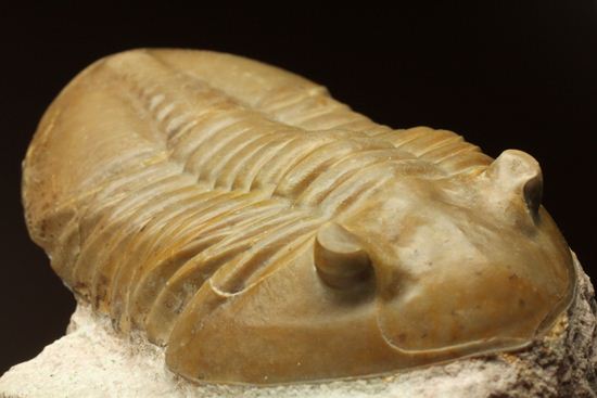 ロシアアサフス種の祖先ともいうべきアサフス・レピドゥルス(Asaphus lepidurus)(その11)